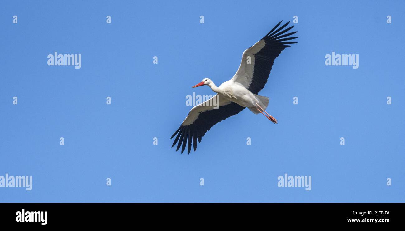 Frankreich, Somme, Baie de Somme, Basse vallée de la Somme, Boismont, Brut von Weißstorchen (Ciconia ciconia - Weißstorch) im Frühjahr. Ein Paar beginnt mit dem Nesting auf einer vorhandenen Schachteln. Durchgang der Vögel im Flug in der Nähe des Geländes, der mehrere Nester beherbergt Stockfoto