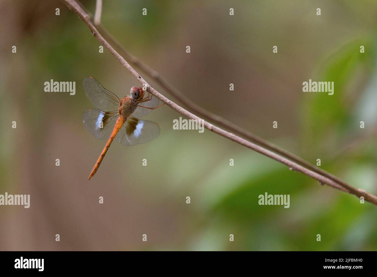 Madagaskar, Melaky Region, Tsingy de Bemaraha Nationalpark, Tsingy de Bemaraha Integral Naturschutzgebiet, als UNESCO-Weltkulturerbe, Libelle Stockfoto
