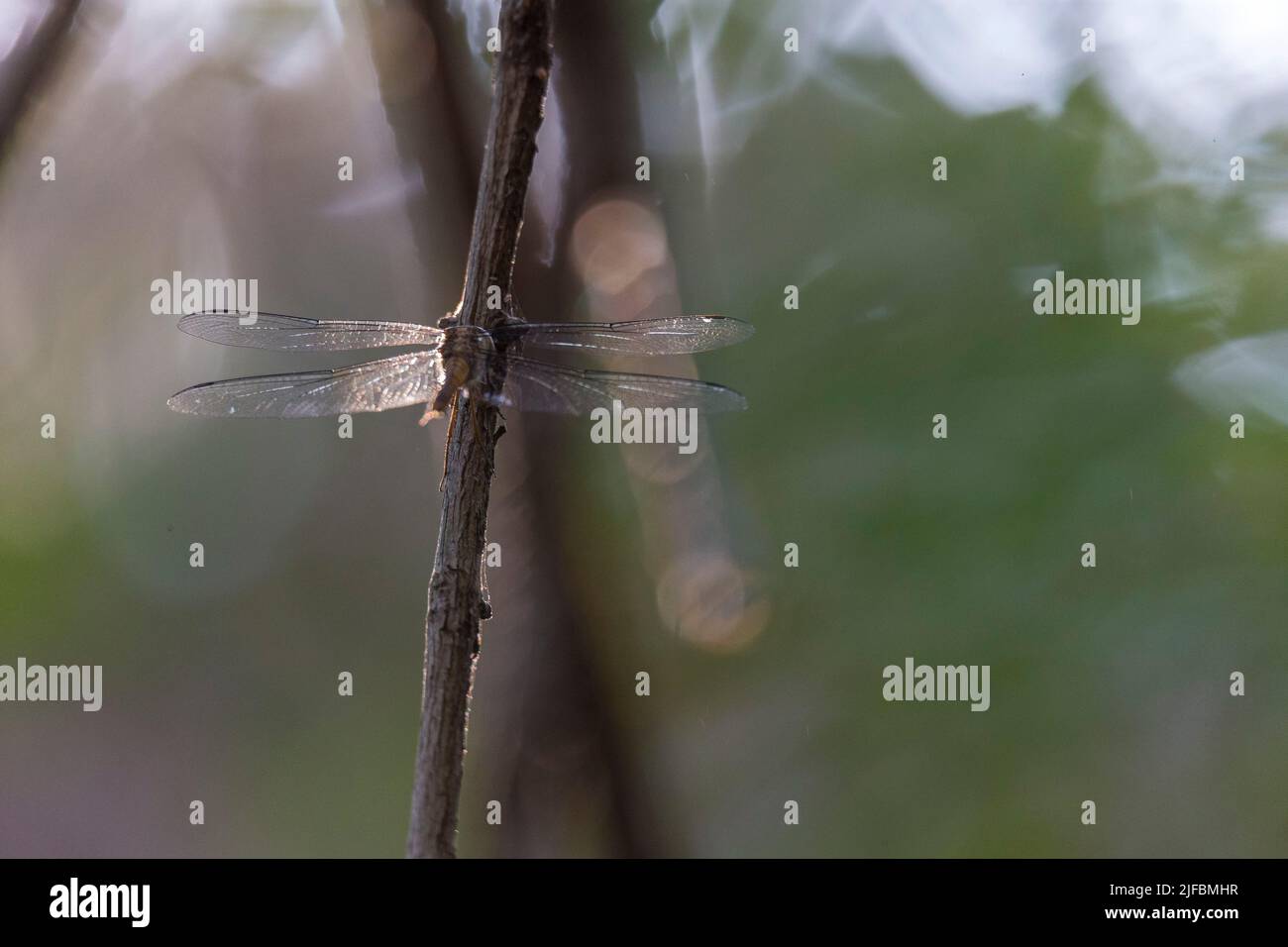 Madagaskar, Melaky Region, Tsingy de Bemaraha Nationalpark, Tsingy de Bemaraha Integral Naturschutzgebiet, als UNESCO-Weltkulturerbe, Libelle Stockfoto