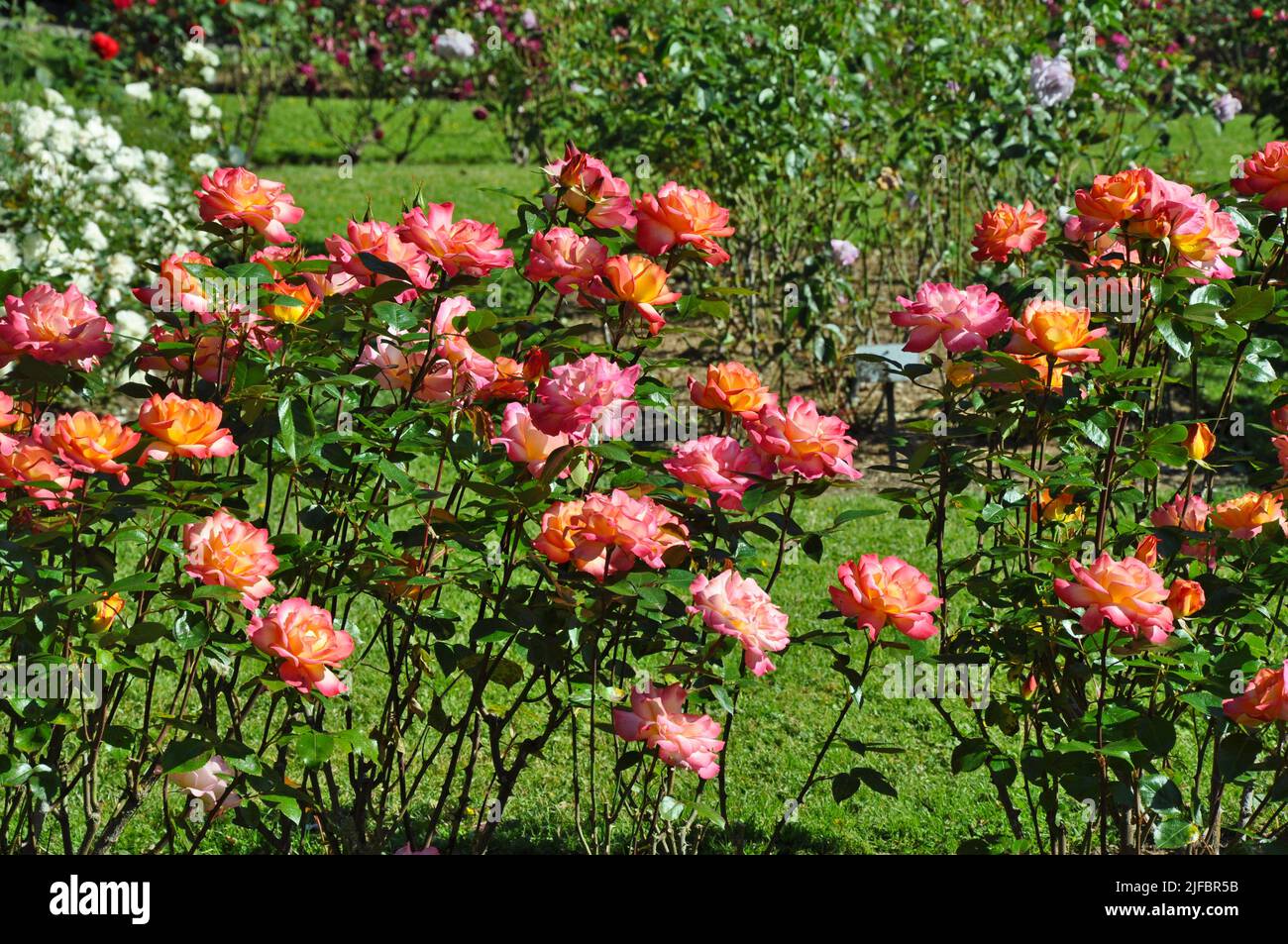Wunderschöne rosa und korallenfarbene Rosen blühen im Sommergarten Stockfoto