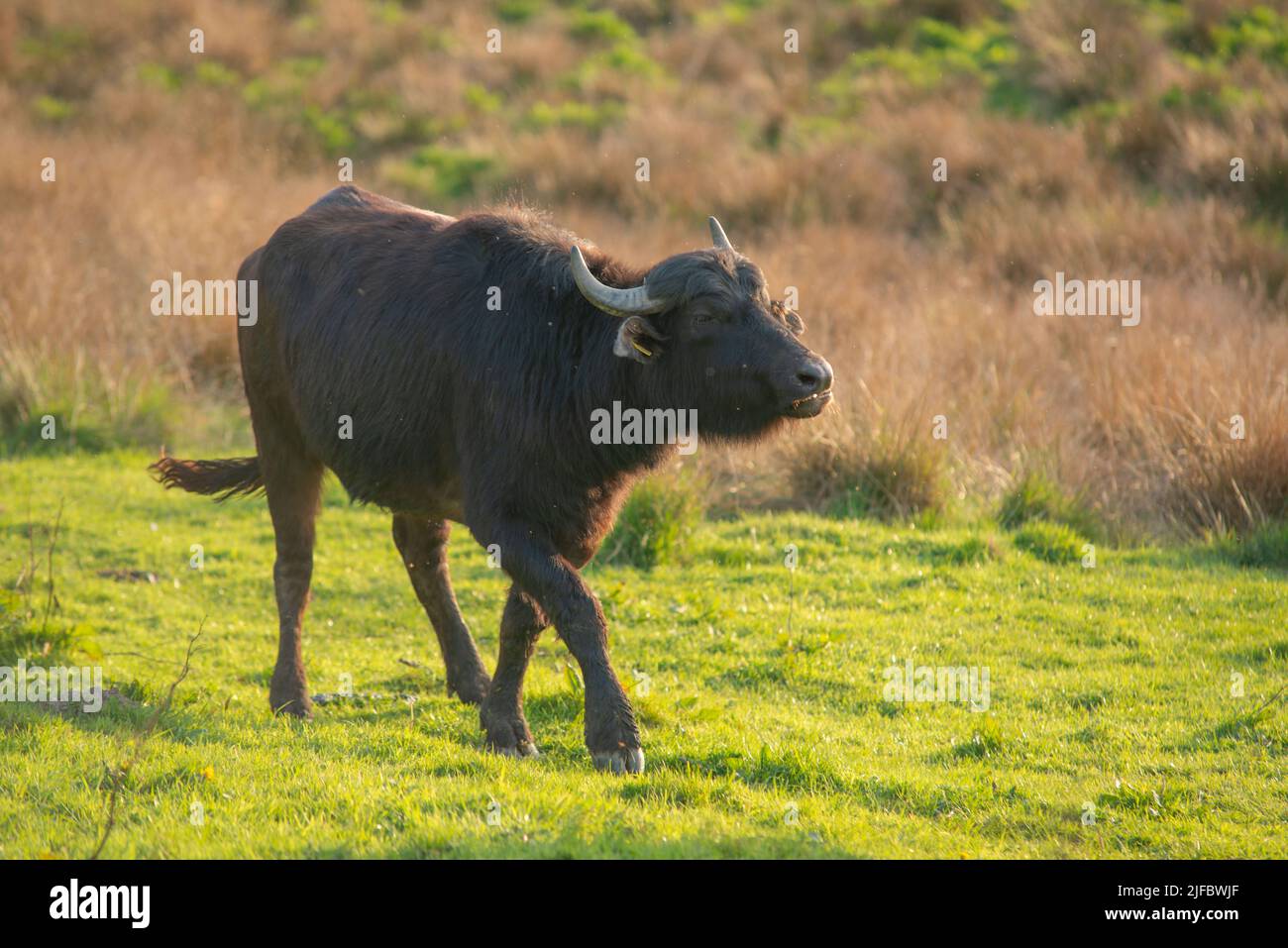 Asiatischer Wasserbüffel (Bubalus bubalis), Teifi Marshes, Welsh Wildlife Centre, Cilgerran, Pembrokeshire, Wales, Großbritannien Stockfoto