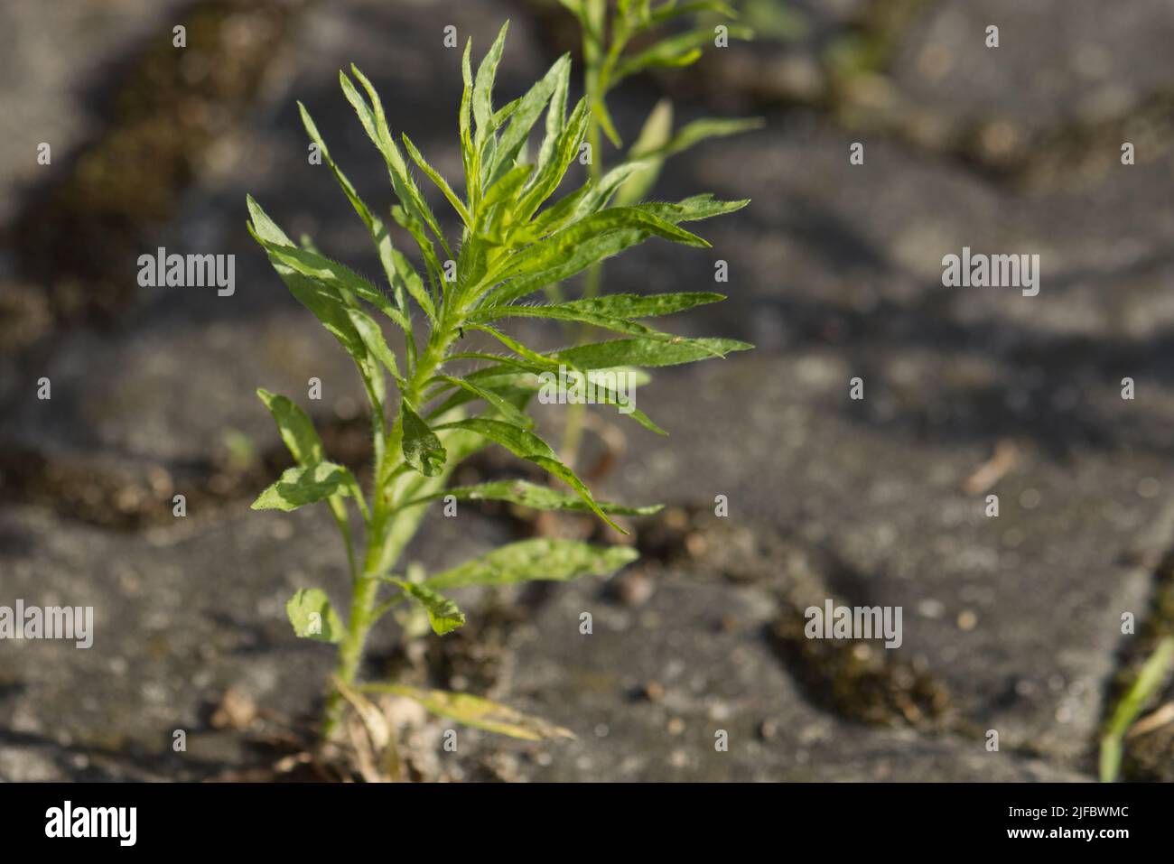 Kornausbreitung über eine asphaltierte Fläche. Stockfoto