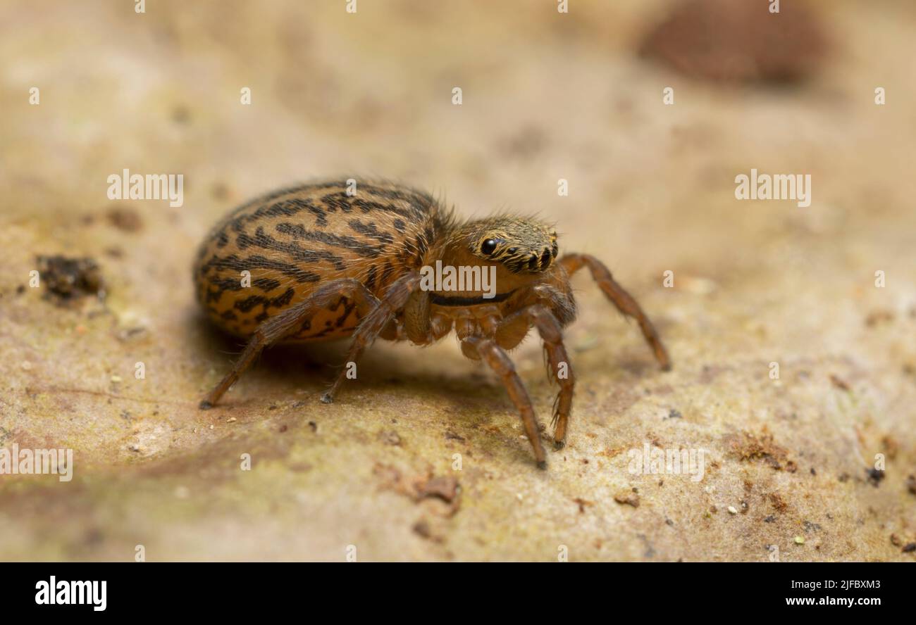 Weibliche Spinne, Euophrys frontalis, Makrofoto Stockfoto