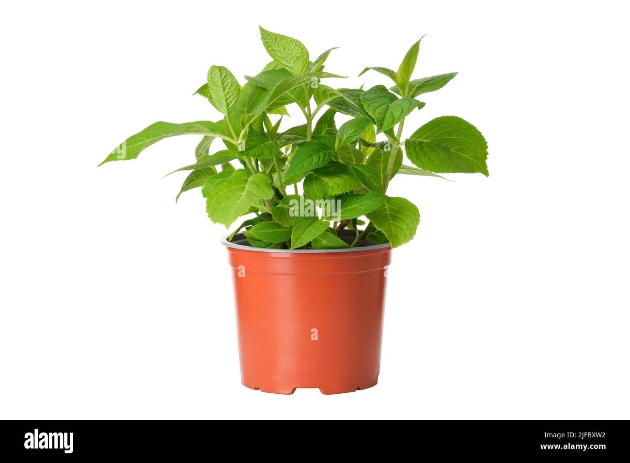 Hortensien blühen in einem Topf. Hortensia macrophylla - lateinischer Name der Pflanze. Hortensien in einem Topf, isoliert auf weißem Hintergrund. Stockfoto