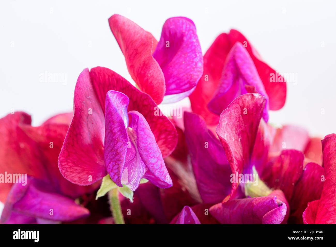 Violette und tiefrote Blüten von Cupani-süßen Erbsen vor weißem Hintergrund. Stockfoto