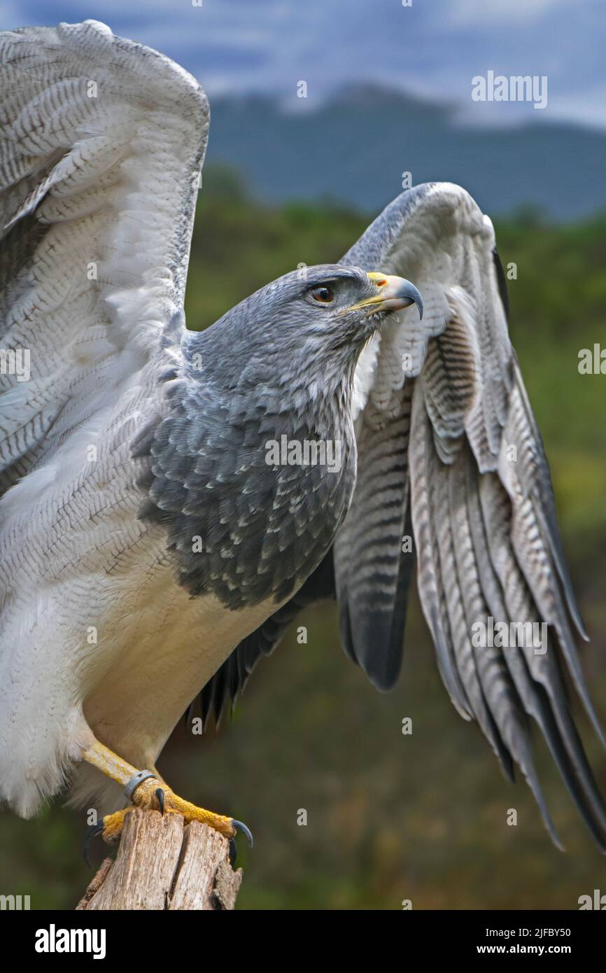 Westlicher Schwarzkrautbussardler / Schwarzer Bussardler / Grauer Bussardler / chilenischer Blauadler (Geranoaetus melanoleucus) aus Südamerika Stockfoto