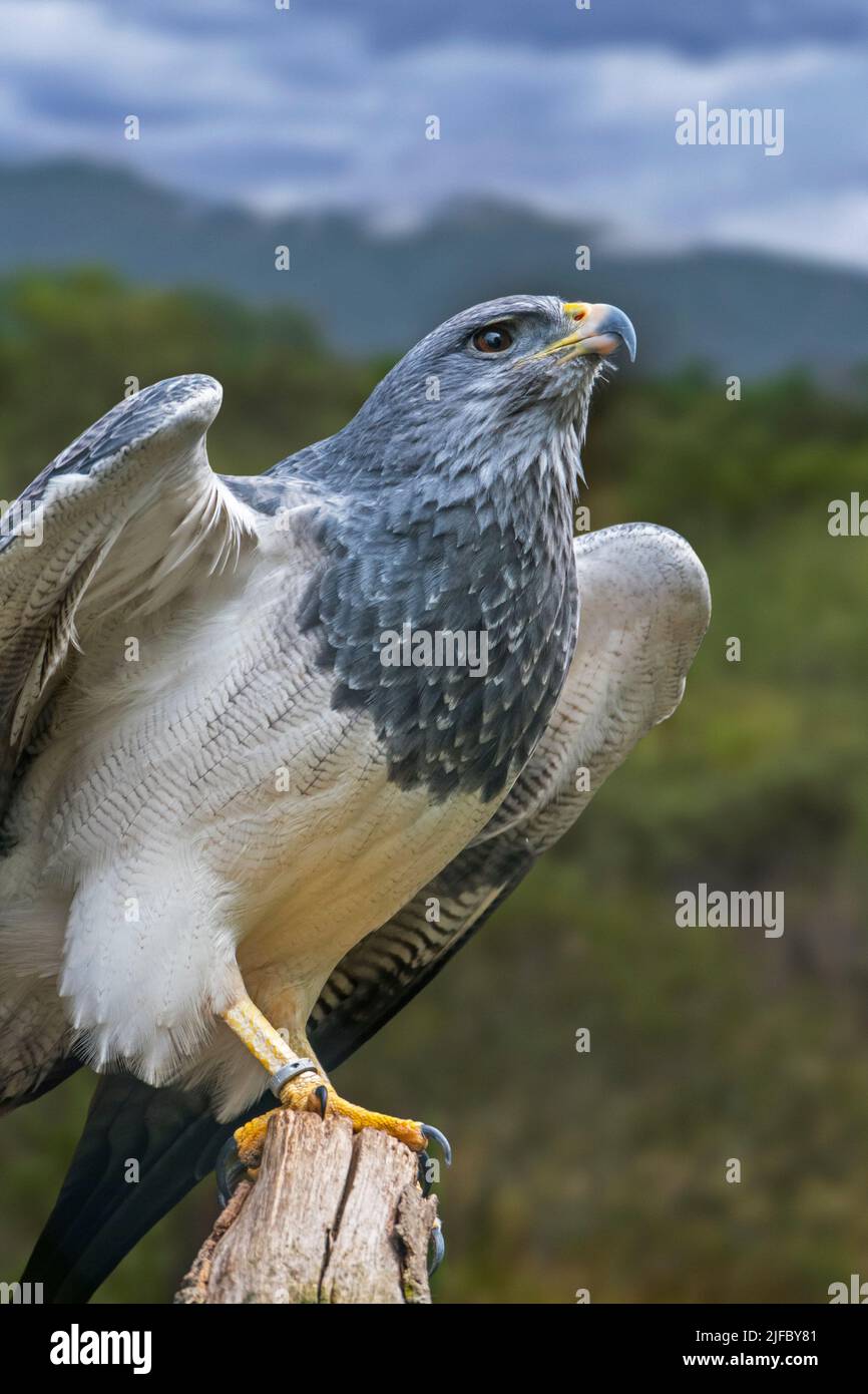 Westlicher Schwarzkrautbussardler / Schwarzer Bussardler / Grauer Bussardler / chilenischer Blauadler (Geranoaetus melanoleucus) aus Südamerika Stockfoto