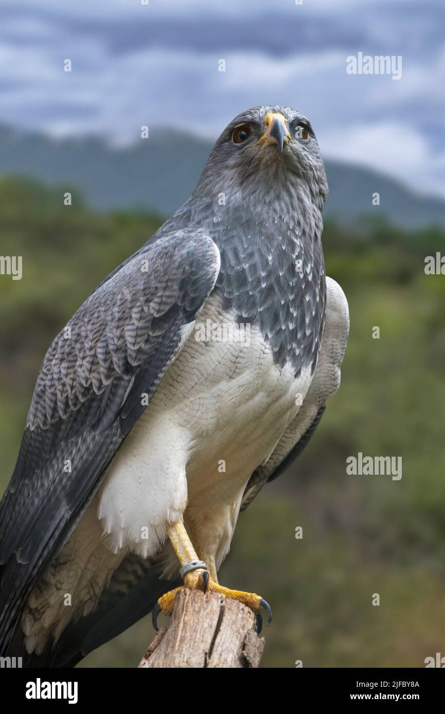 Westlicher Schwarzkrautbussardler / Schwarzer Bussardler / Grauer Bussardler / chilenischer Blauadler (Geranoaetus melanoleucus) aus Südamerika Stockfoto