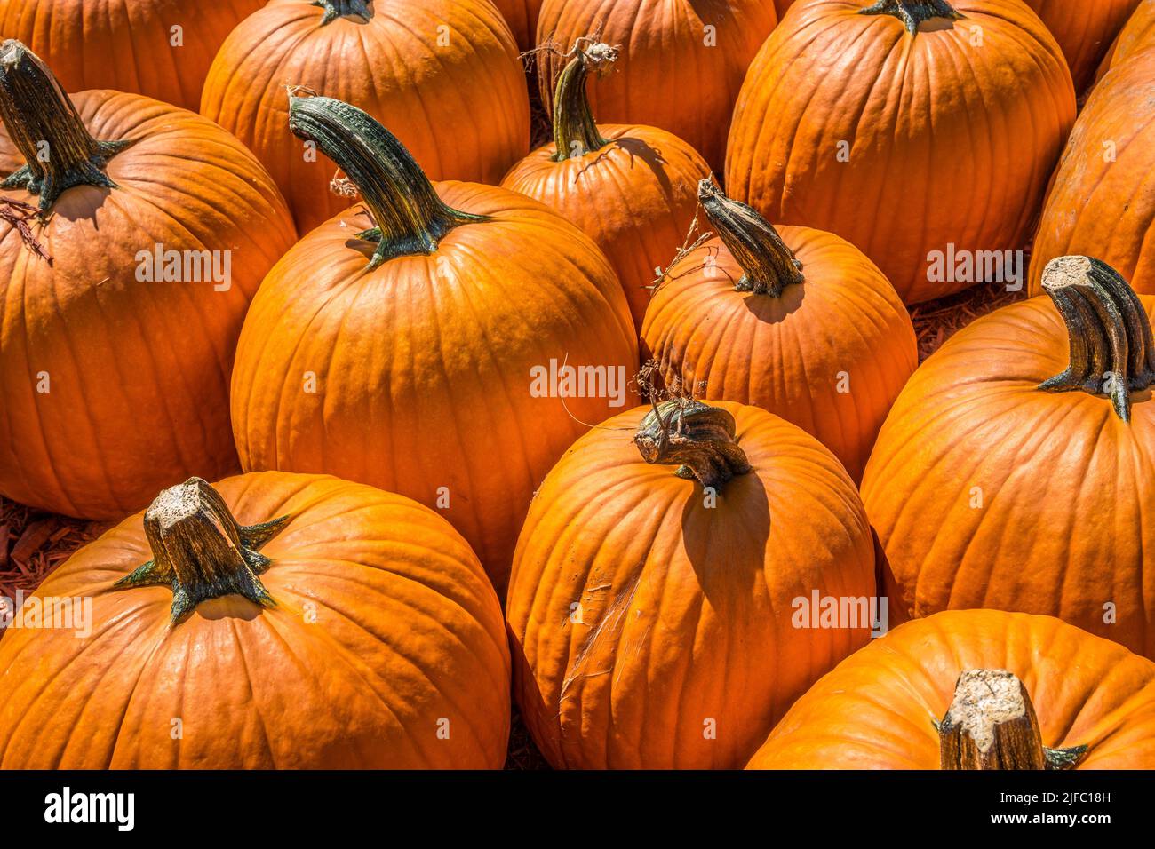 Ein Blick nach unten auf verschiedene Größen von Kürbissen, die an einem sonnigen Herbsttag auf einem Bauernhof zum Verkauf zusammengefasst sind Stockfoto