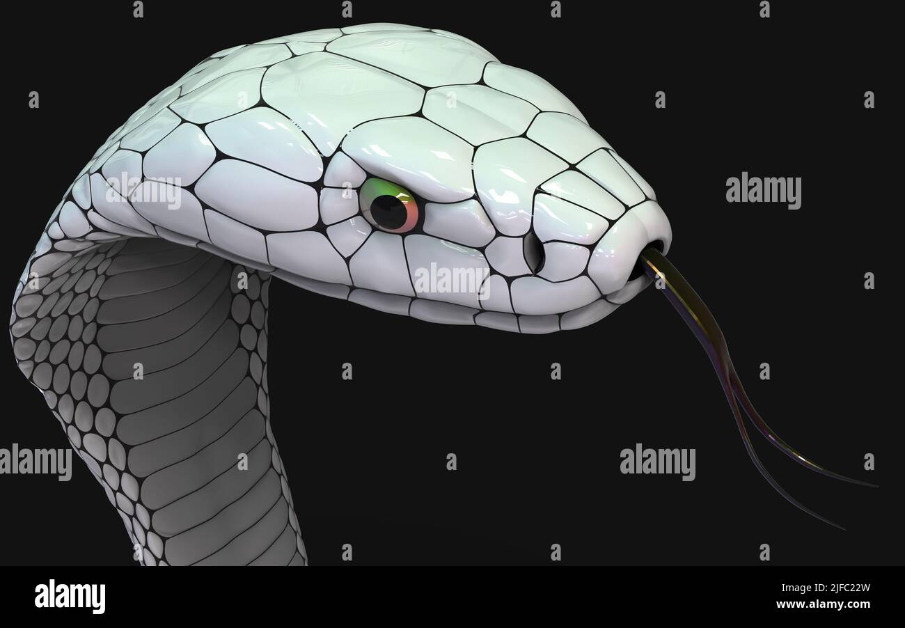 3D Illustration der Kobra-Schlange des Albino-Königs, isoliert auf schwarzem Hintergrund, weiße Kobra-Schlange mit Schneideweg. Stockfoto