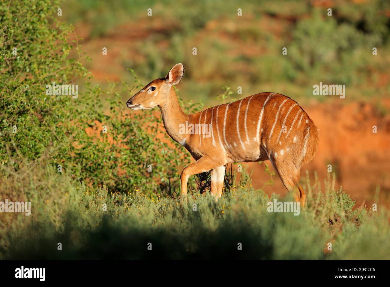 Weiblicher Nyala-Antilope (Tragelaphus Angasii) im natürlichen Lebensraum, Mokala National Park, Südafrika Stockfoto
