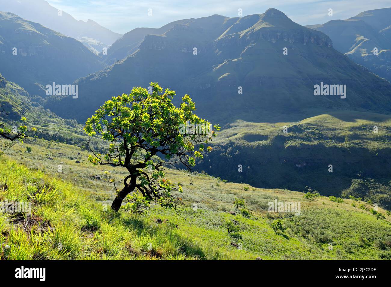 Landschaftlich reizvolle drakensberger Landschaft mit einem Baum im Grasland, Südafrika Stockfoto