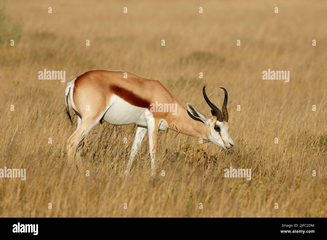 Springbok-Antilope (Antidorcas marsupialis) in natürlichem Lebensraum, Etosha National Park, Namibia Stockfoto
