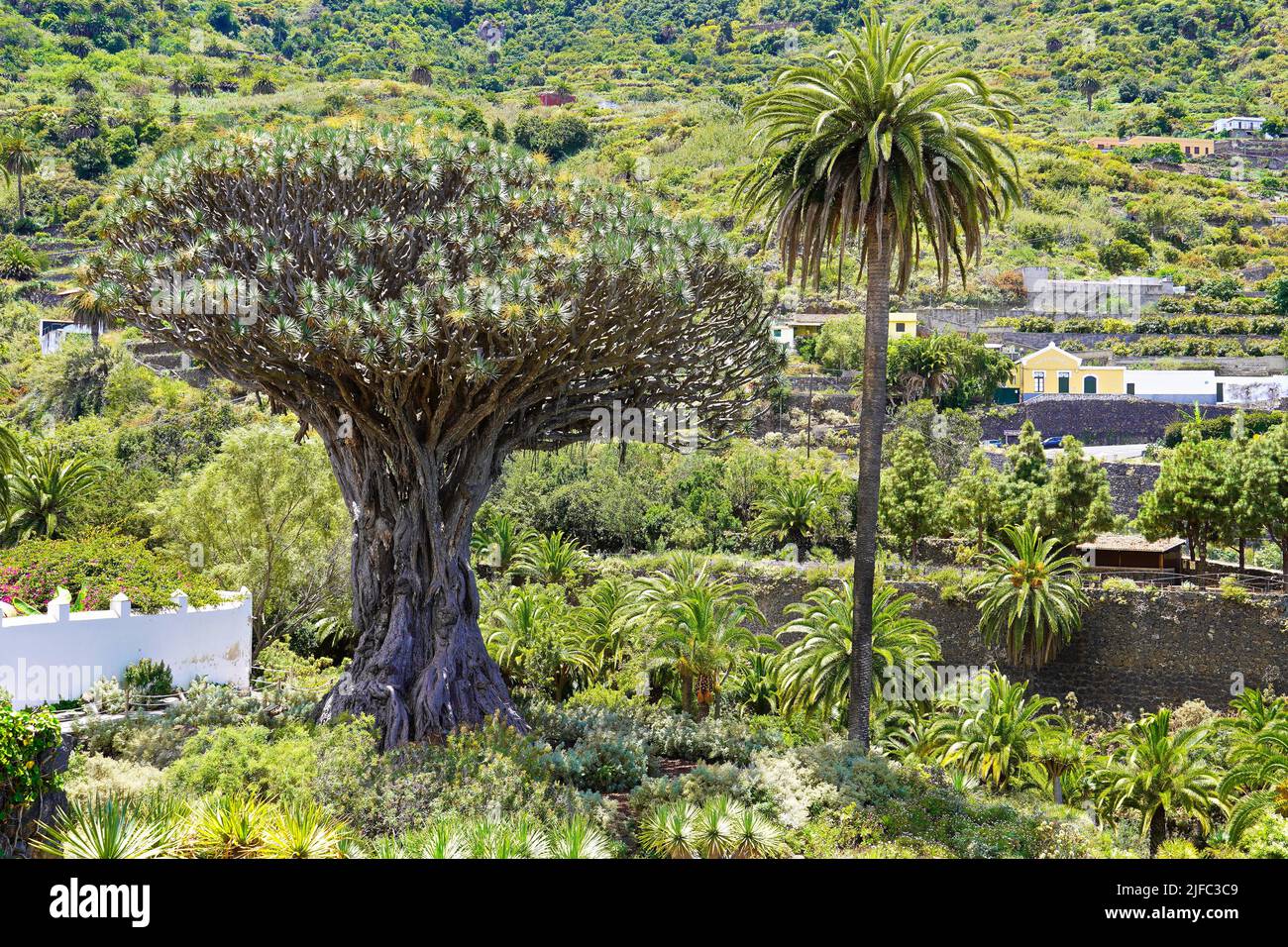 Drago Milenario, Teneriffa, Spanien, Europa Stockfoto