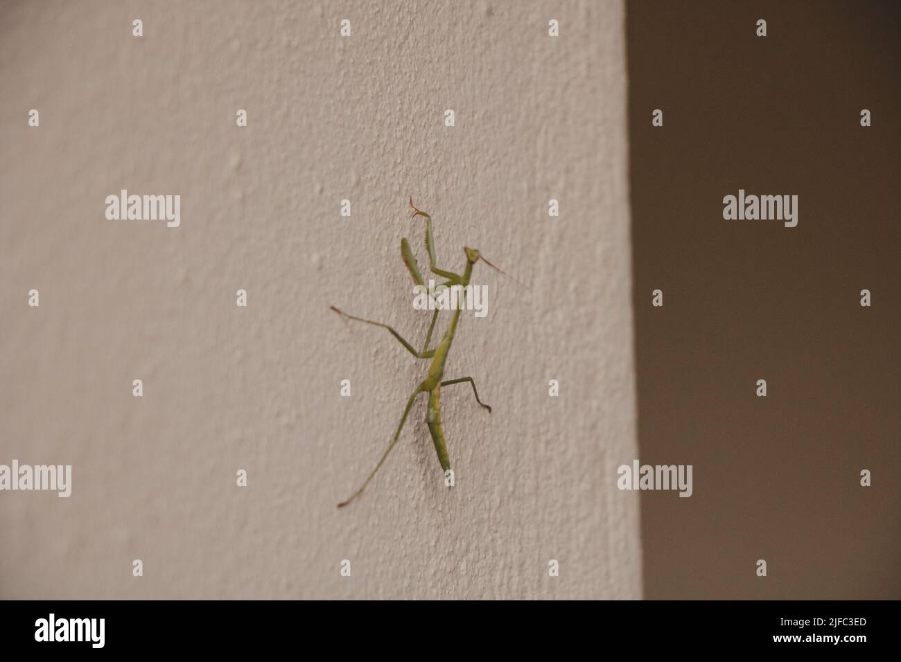 Grünes Cricket-Insekt an einer weißen Wand Stockfoto