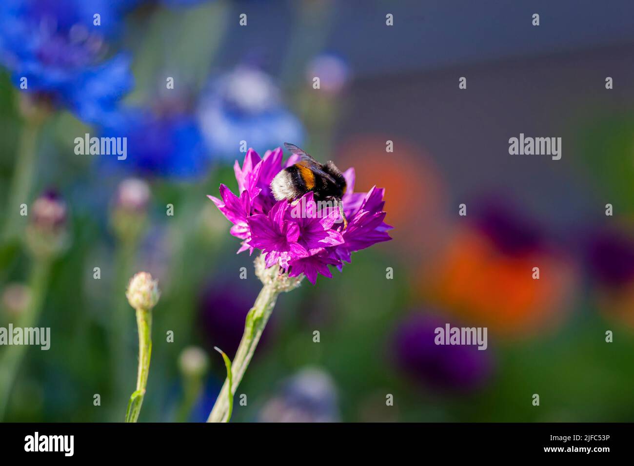 Nahaufnahme von Bumblebee auf violetter Blume, selektiver Weichfokus. Sommerhintergrund, Kopierbereich Stockfoto