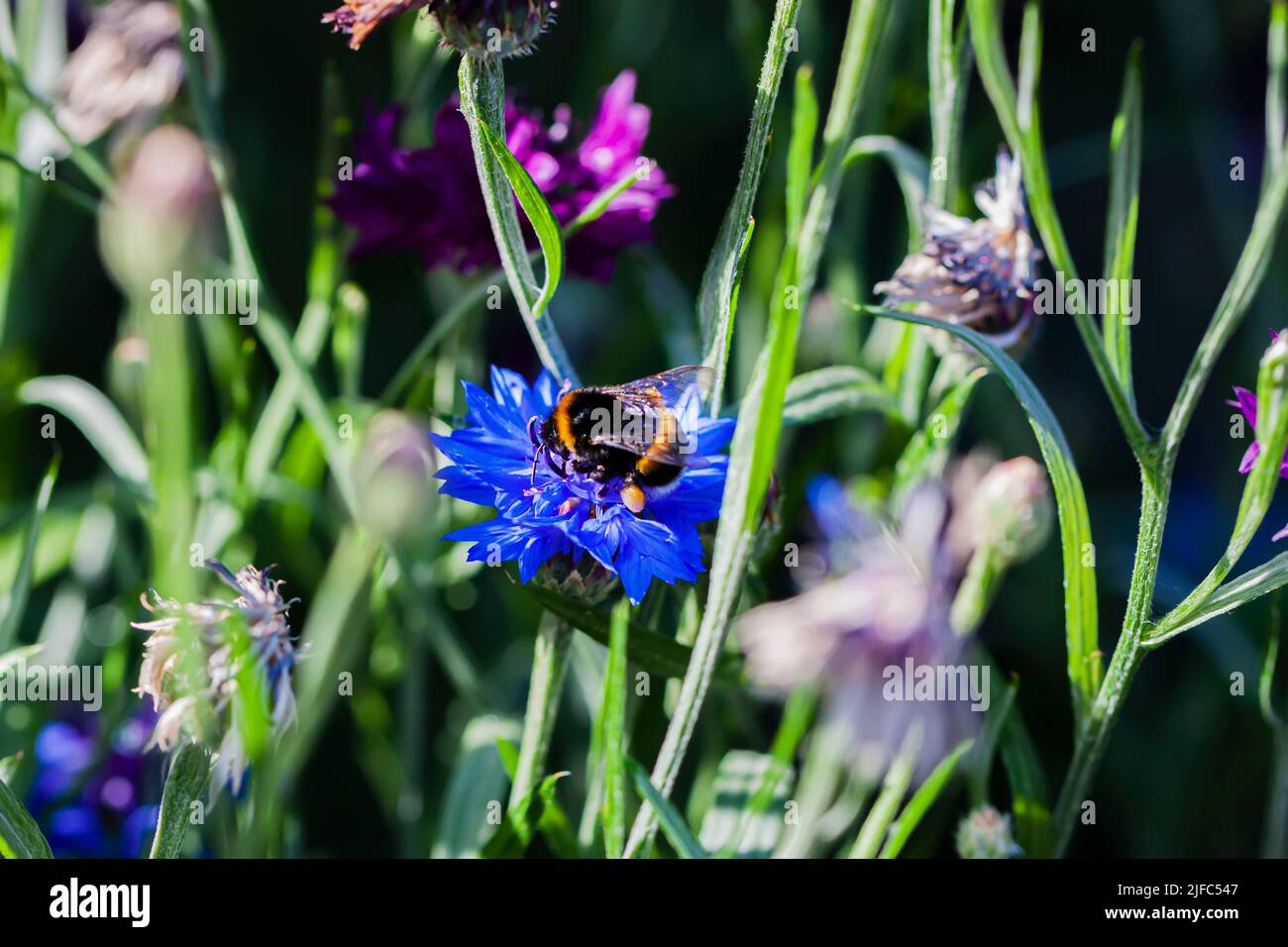 Biene, Kornblume bestäubt Kornblumenblüte aus nächster Nähe, sonniger Tag. Natürlicher Sommerhintergrund Stockfoto