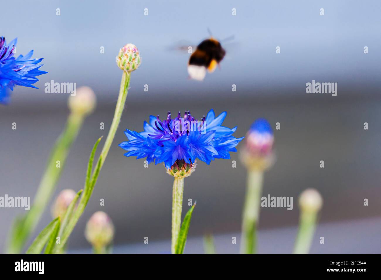 Helle Blütenknospe in der Wiesennahaufnahme und fliegende Hummel, selektiver Weichfokus. Konzept Sommer, Jahreszeiten, Ökologie Stockfoto