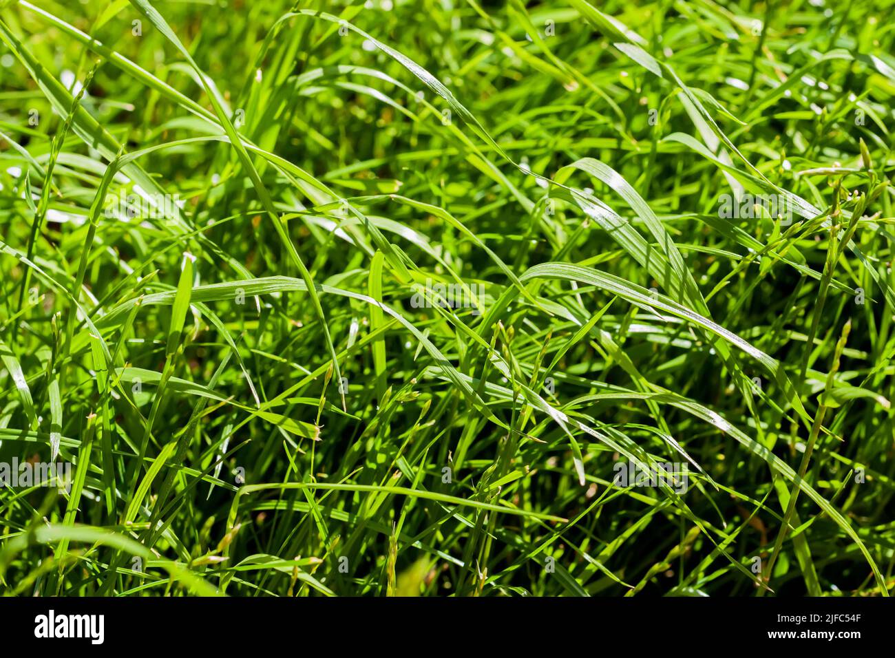 Frisches grünes Gras Hintergrund, Textur, sonnigen Frühlingstag. Nahaufnahme Stockfoto