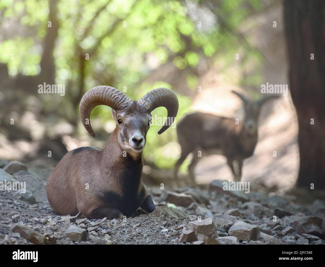 Tierporträt des wilden Mufflons in Zypern in natürlichem Lebensraum. Troodos-Gebirge, Zypern Stockfoto