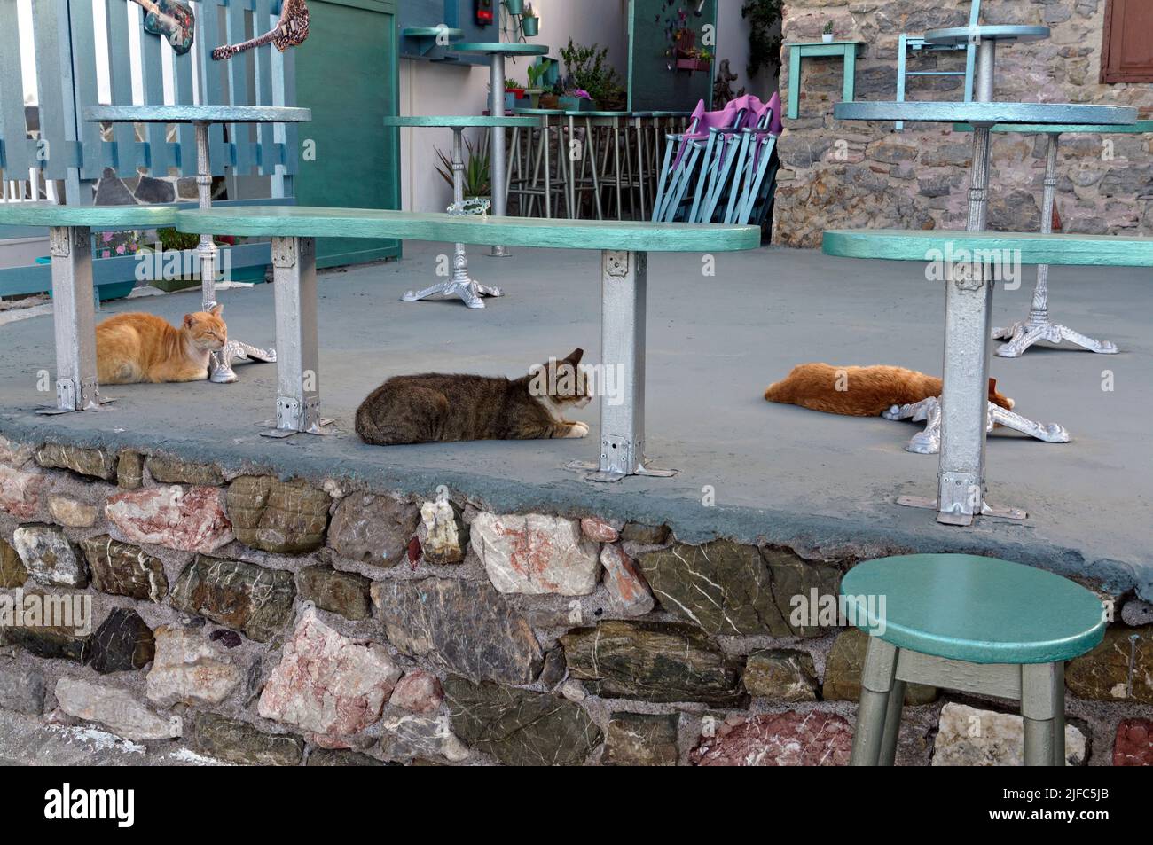 Katzen warten in der Ino Bar, Livadia Dorf, Tilos Insel, Dodekanes, Griechenland. In Der Nähe Von Rhodos Stockfoto