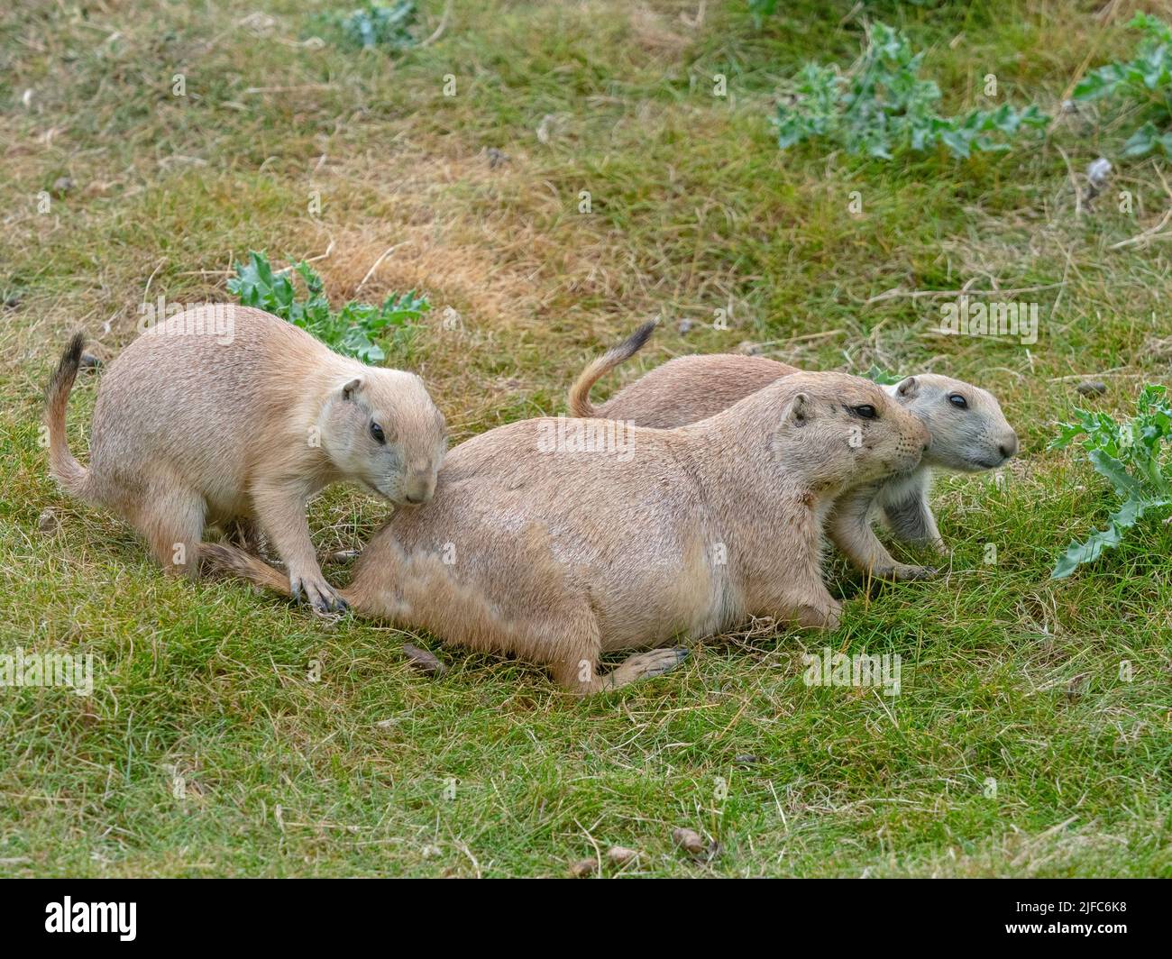 Weibchen mit jungem Schwarzschwanzpräriehund Cynomys ludovicianus Stockfoto