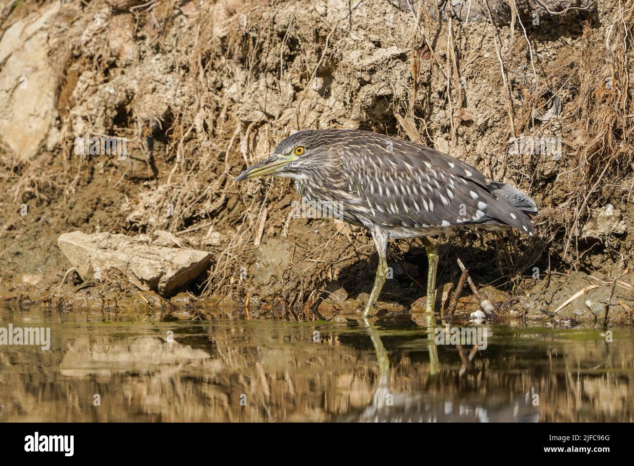 Jungtier-Schwarzkronenreiher (Nycticorax nycticorax), der sich um eine Pfütze ernährt, Spanien. Stockfoto