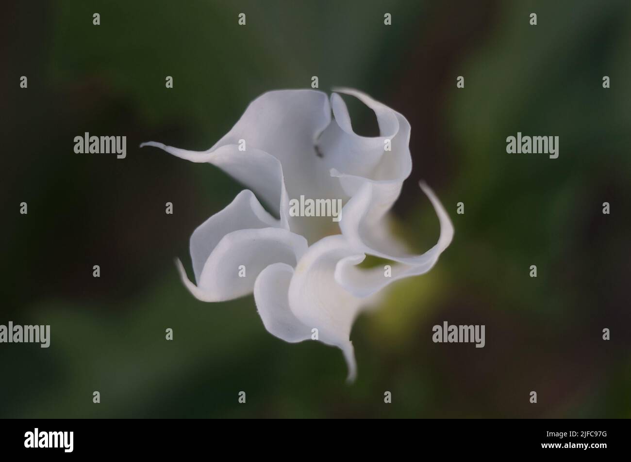 Nahaufnahme von Datura Stramonium auf unscharfem Hintergrund Stockfoto