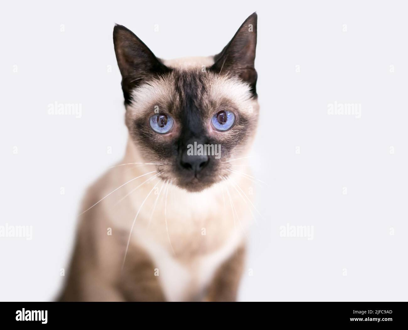 Eine reinrassige Siamkatze mit blauen Augen, die auf die Kamera schaut Stockfoto