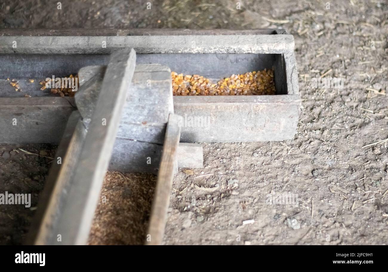 Altes Hühnerfutter aus Holz mit Getreide. Maispüree. Natürliches Licht Stockfoto