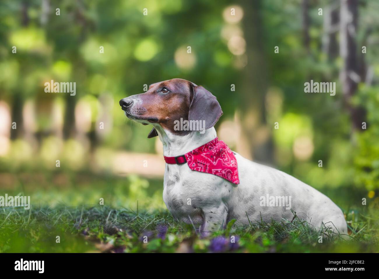 Dackel sitzt gehorsam und schaut auf den Besitzer. Porträt eines niedlichen Dachshund-Hundes mit roter Bandana im Park in der Natur tagsüber im Frühling Stockfoto