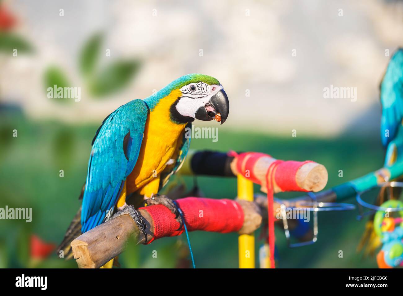 Schöner blau-gelber Ara sitzt auf einem Ast im Garten und isst Nüsse. Der Ara sitzt auf einem Ast mit grünem Laub im Hintergrund Stockfoto