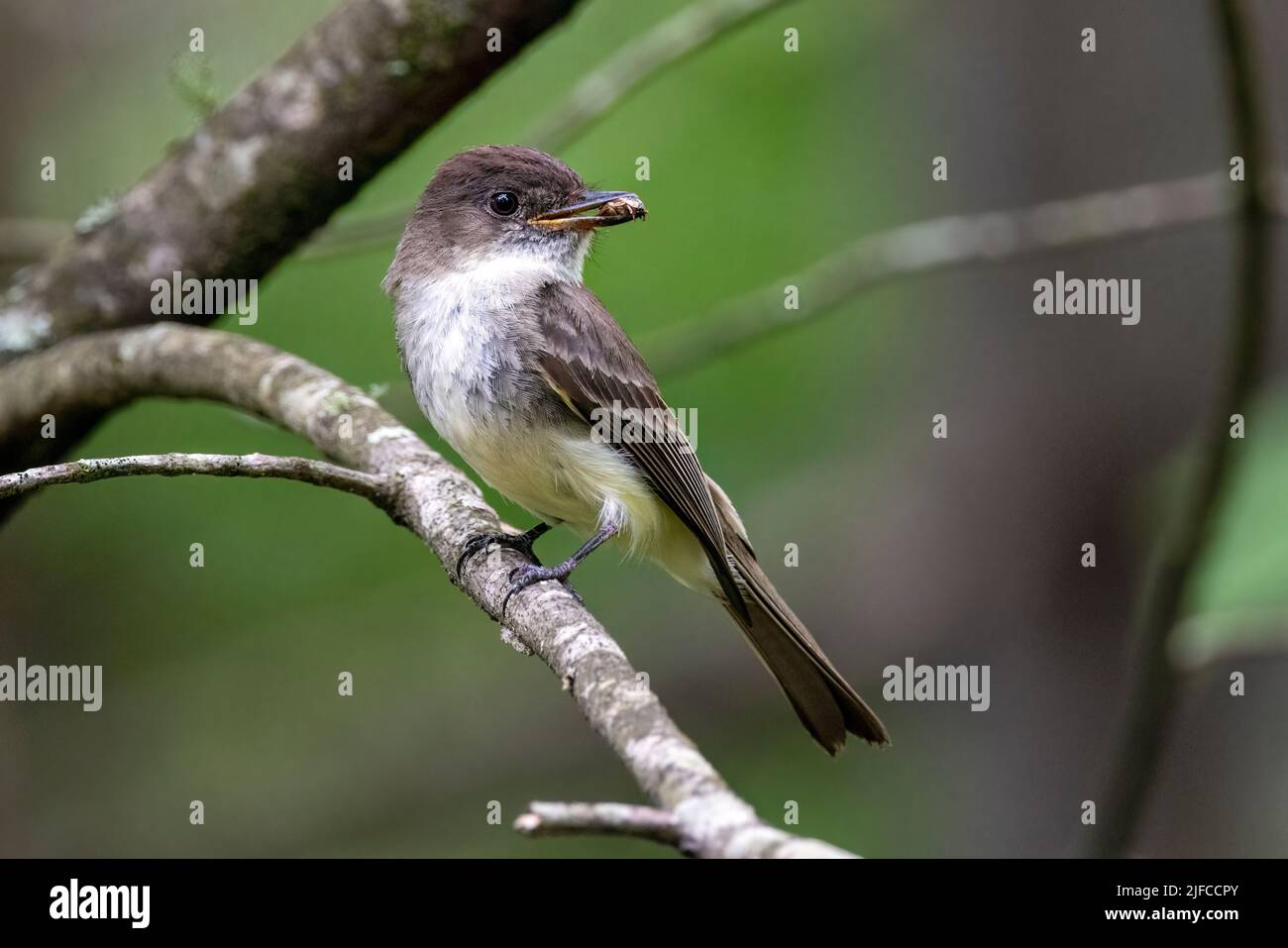 Eastern phoebe (Sayornis phoebe) mit Käfer im Bill - Brevard, North Carolina, USA Stockfoto