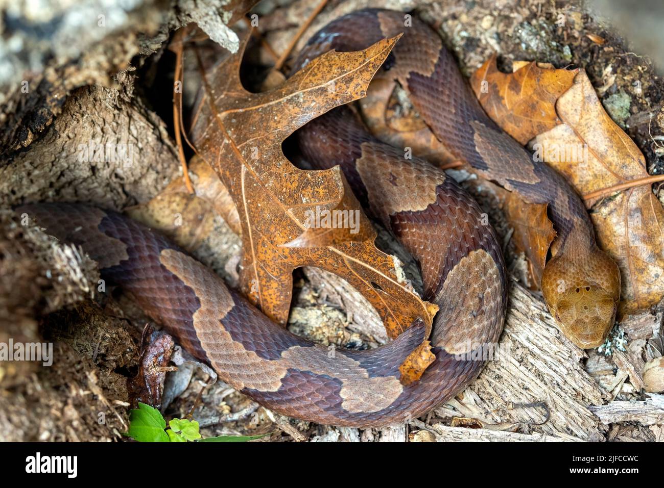 Östlicher Kupferkopf (Agkistrodon contortrix) - Bracken Preserve, Brevard, North Carolina, USA Stockfoto