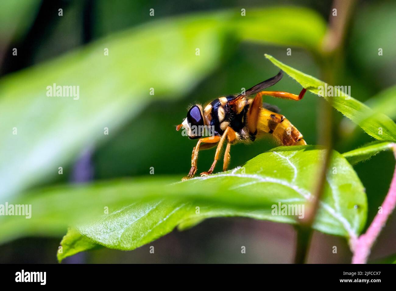 Virginia Flower Fly (Milesia virginiensis) - Bracken Preserve, Brevard, North Carolina, USA Stockfoto