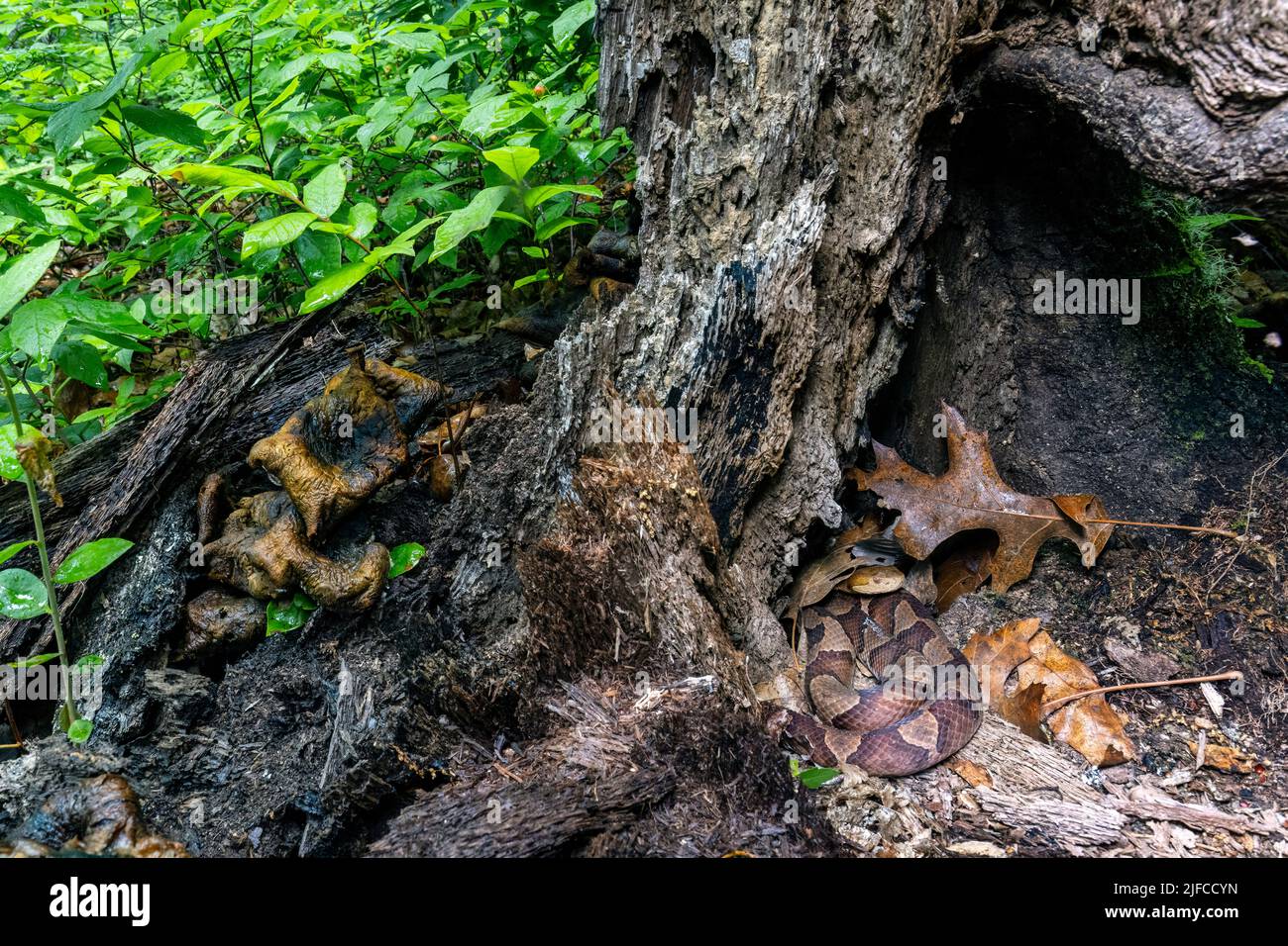 Östlicher Kupferkopf (Agkistrodon contortrix) versteckt sich im Baumstumpf - Bracken Preserve, Brevard, North Carolina, USA Stockfoto