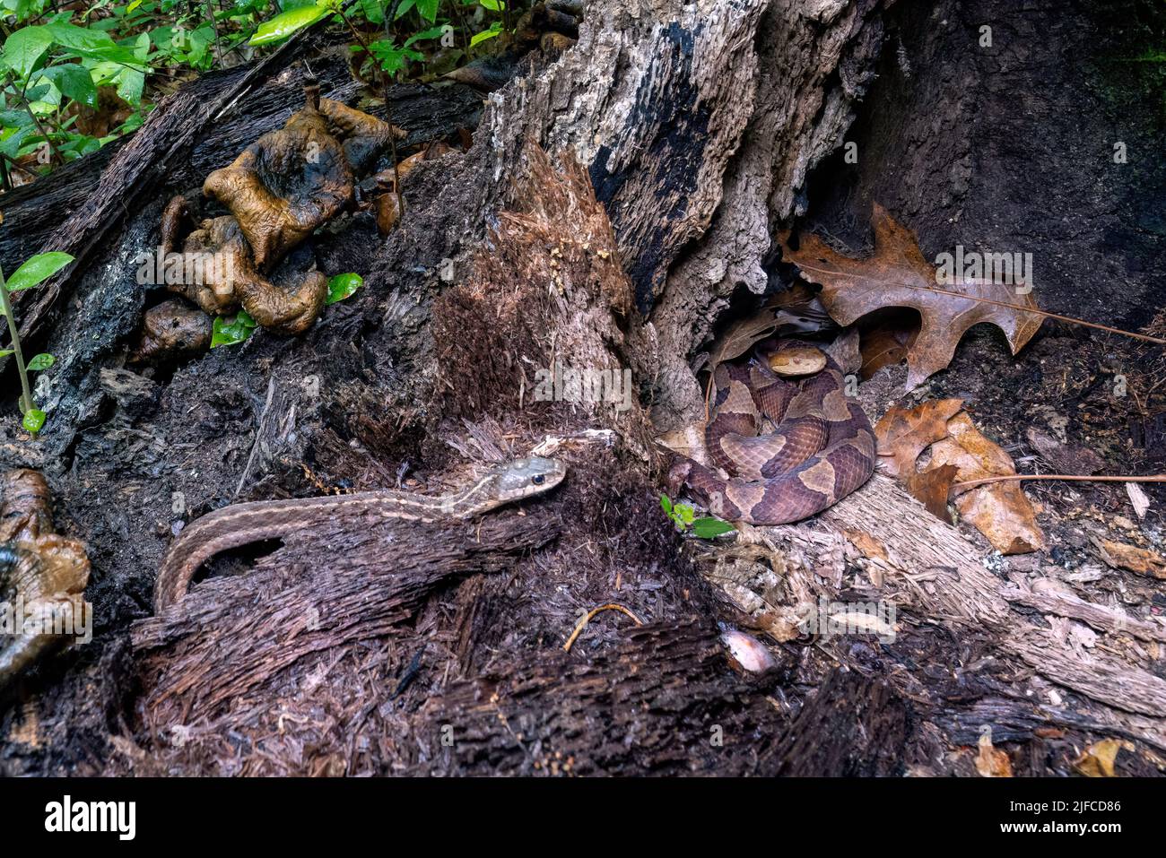 Östlicher Kupferkopf (Agkistrodon contortrix), der sich in einem Baumstumpf zusammenwickelt, während sich eine ahnungslose östliche Strumpfschlange (Thamnophis sirtalis sirtalis) nähert Stockfoto