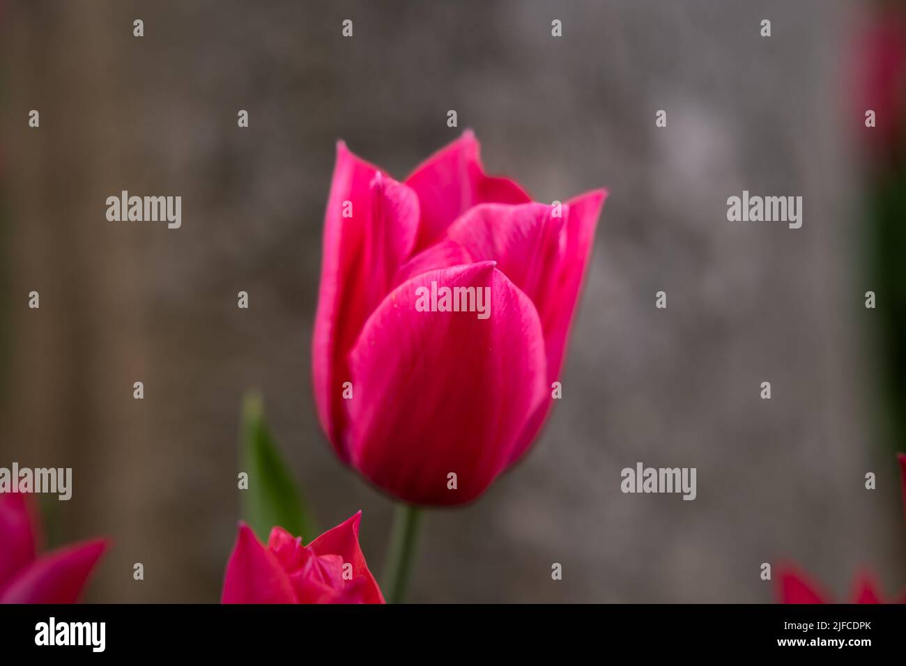 Nahaufnahme einer rosa Tulpe im Frühling. Frühling Blüte Hintergrund Foto. Natur oder Umwelt oder Jahreszeiten oder Blumen Hintergrund. Stockfoto