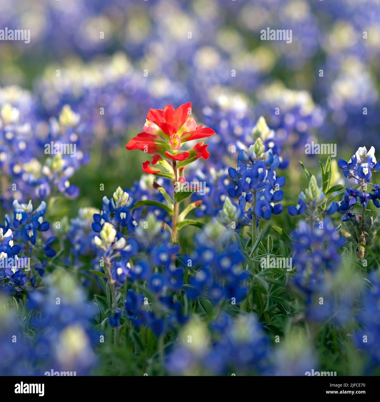 Einone Indian Paintbrush. Eine einsame rote Blüte, umgeben von blaubonnets, in einem texanischen Feld. Stockfoto