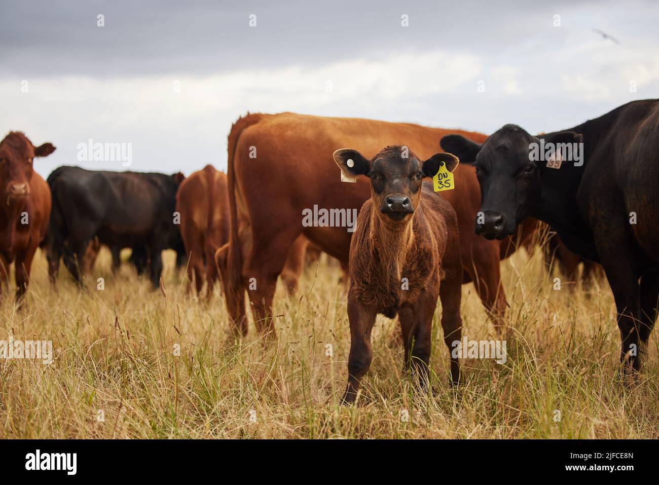 Eine Herde von braunen und schwarzen Kühen und Kälbern mit gelben Ohrmarken auf einer Rinderfarm. Eine Herde von braunen und schwarzen Kühen und Kälbern mit gelben Ohrmarken auf einem Stockfoto