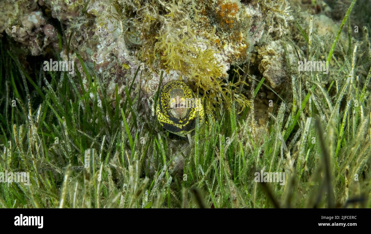 Nahaufnahme von Moray am Korallenriff. Schneeflockenmoräne oder Sternenmoräne (Echidna nebulosa) auf Seegras Zostera. Rotes Meer, Ägypten Stockfoto