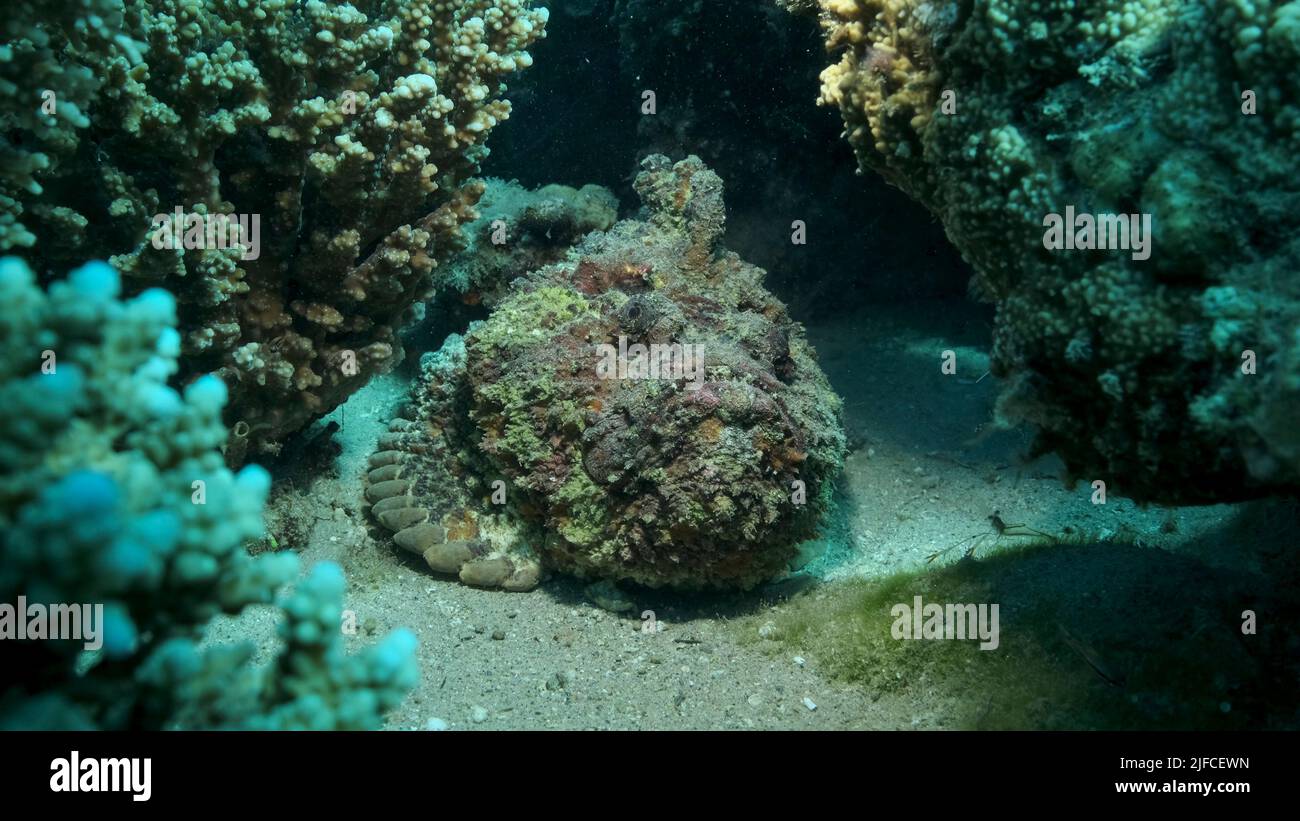 Nahaufnahme des Steinfisches am Korallenriff. Riffsteinfisch (Sylancia verrucosa). Rotes Meer, Ägypten Stockfoto