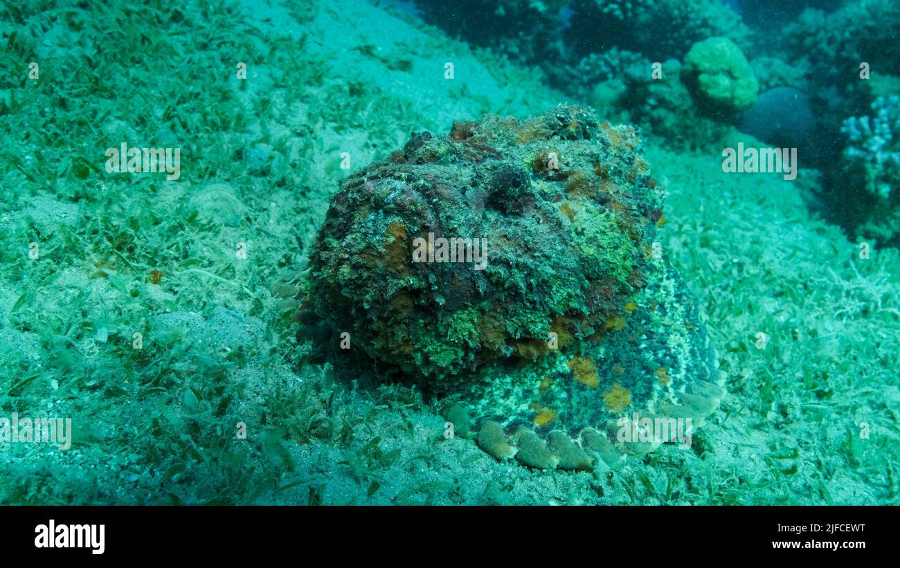 Die Nahaufnahme des Steinfisches liegt auf einem sandigen Boden, der mit grünem Seegras bedeckt ist. Riffsteinfisch (Sylancia verrucosa) Rotes Meer, Ägypten Stockfoto