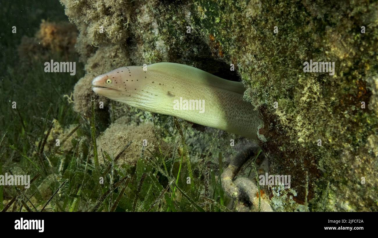 Nahaufnahme von Moray liegt im Korallenriff. Geometrische Moräne oder Graumoräne (Gymnothorax griseus) auf Seegras Zostera. Rotes Meer, Ägypten Stockfoto