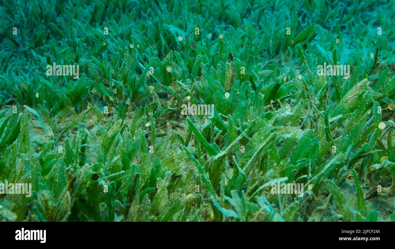 Nahaufnahme des Halophila-Seegrass. Die Kamera bewegt sich über dem mit grünem Seegras bedeckten Meeresboden nach vorne. Unterwasserlandschaft. Rotes Meer, Ägypten Stockfoto