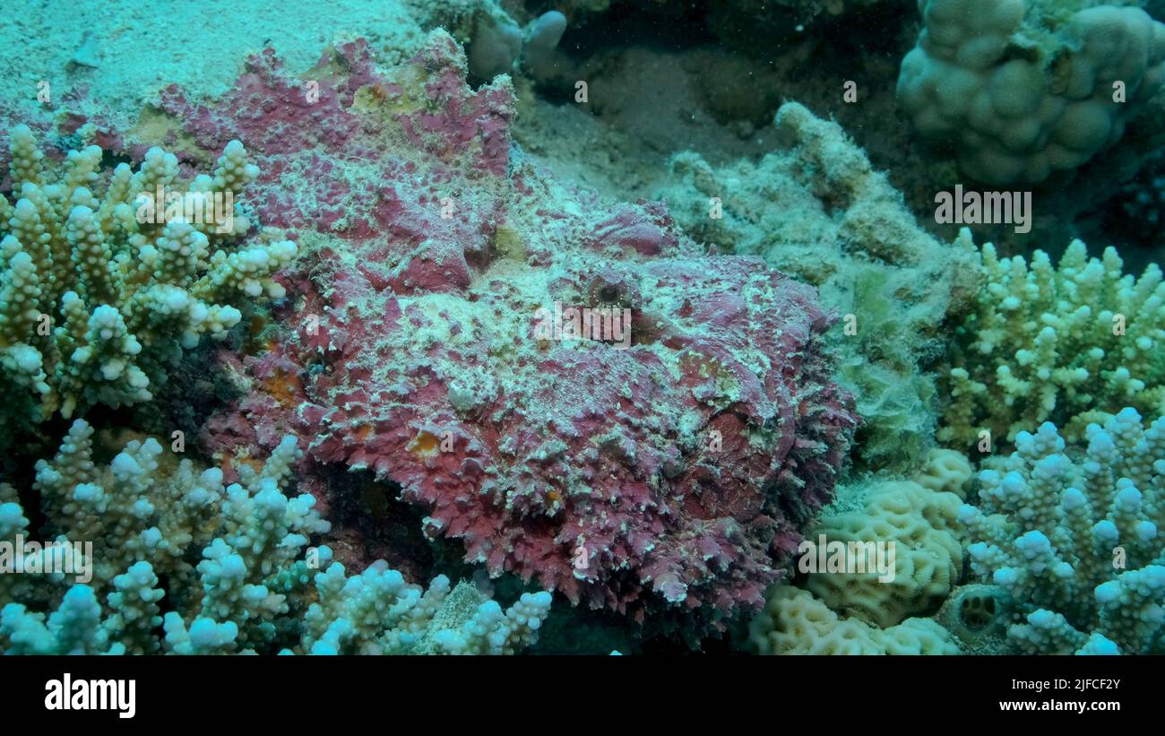 Nahaufnahme von rosa Steinfischen liegt auf Korallen. Riffsteinfisch (Sylancia verrucosa). Rotes Meer, Ägypten Stockfoto