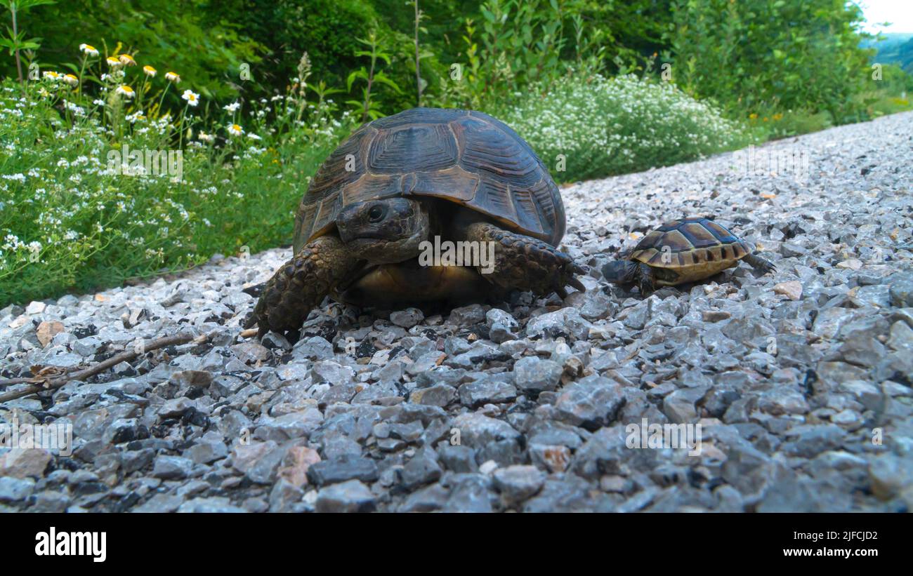 Schildkröten, die unterwegs sind. Mutter und Babyschildkröte. Mutter posiert für die Kamera. Das Junge folgt der Mutter. Stockfoto