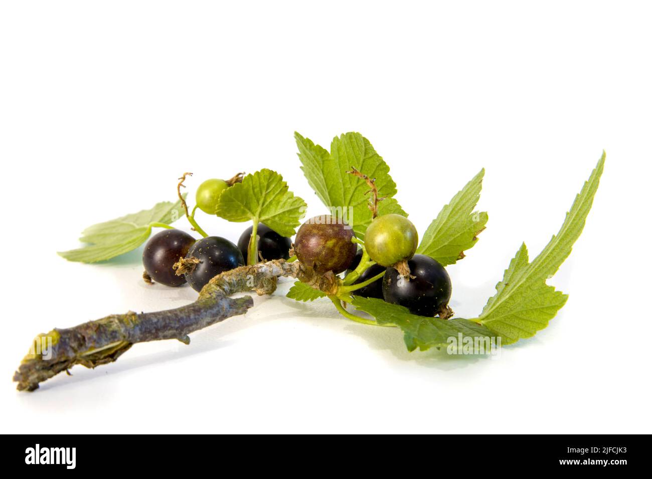 Schwarzer Johannisbeerzweig mit Beeren isoliert auf weiß. Stockfoto