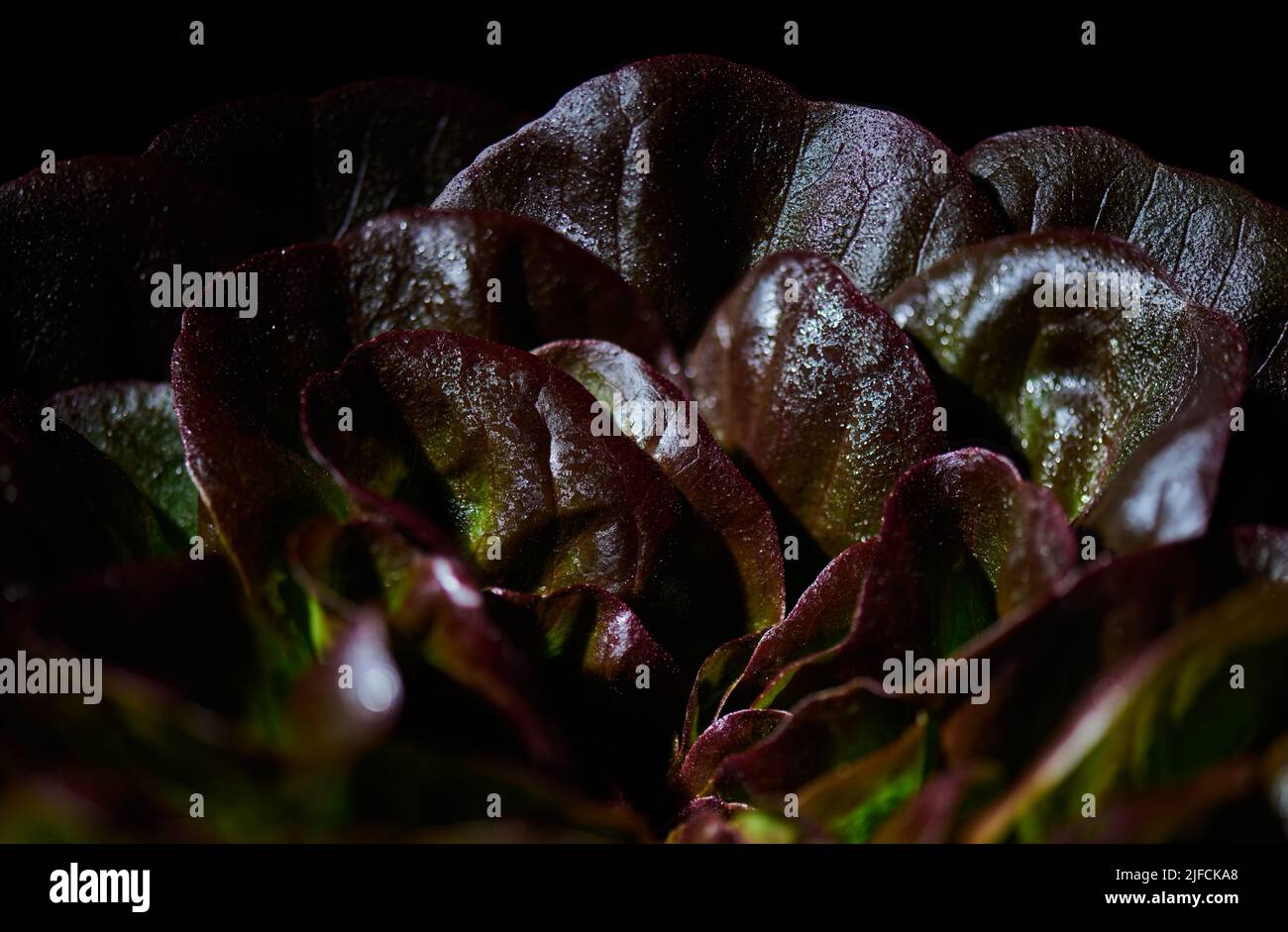 Roter butterroter Salat, Lactuca sativa, in Wassertropfen auf schwarzem Hintergrund. Hintergrund Butterkopfsalat. Nahaufnahme. Stockfoto