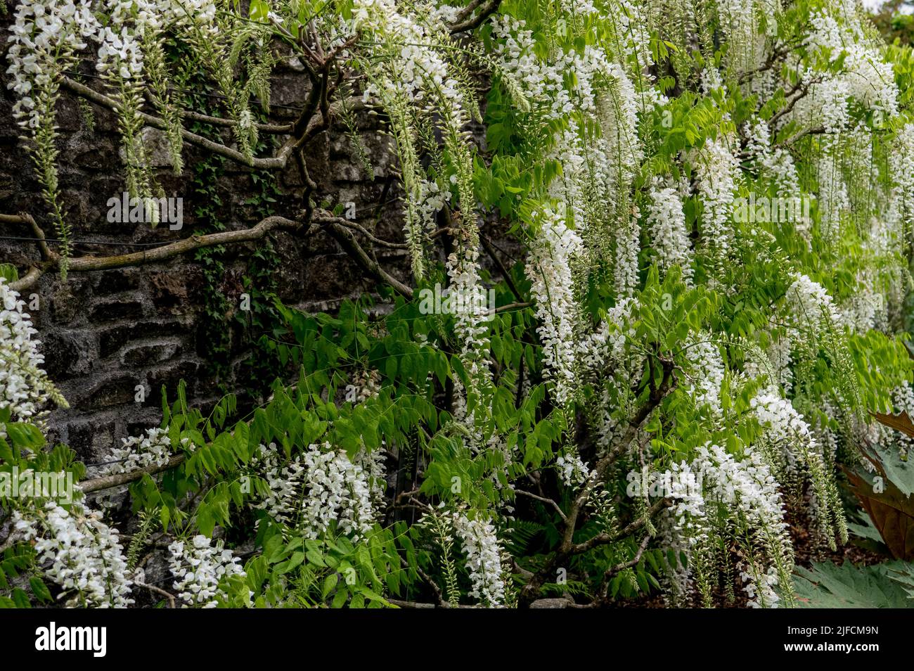 Detaillierte Nahaufnahme einer Wisteria floribunda 'Alba' Stockfoto